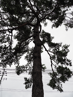 P8120158_thumb.png