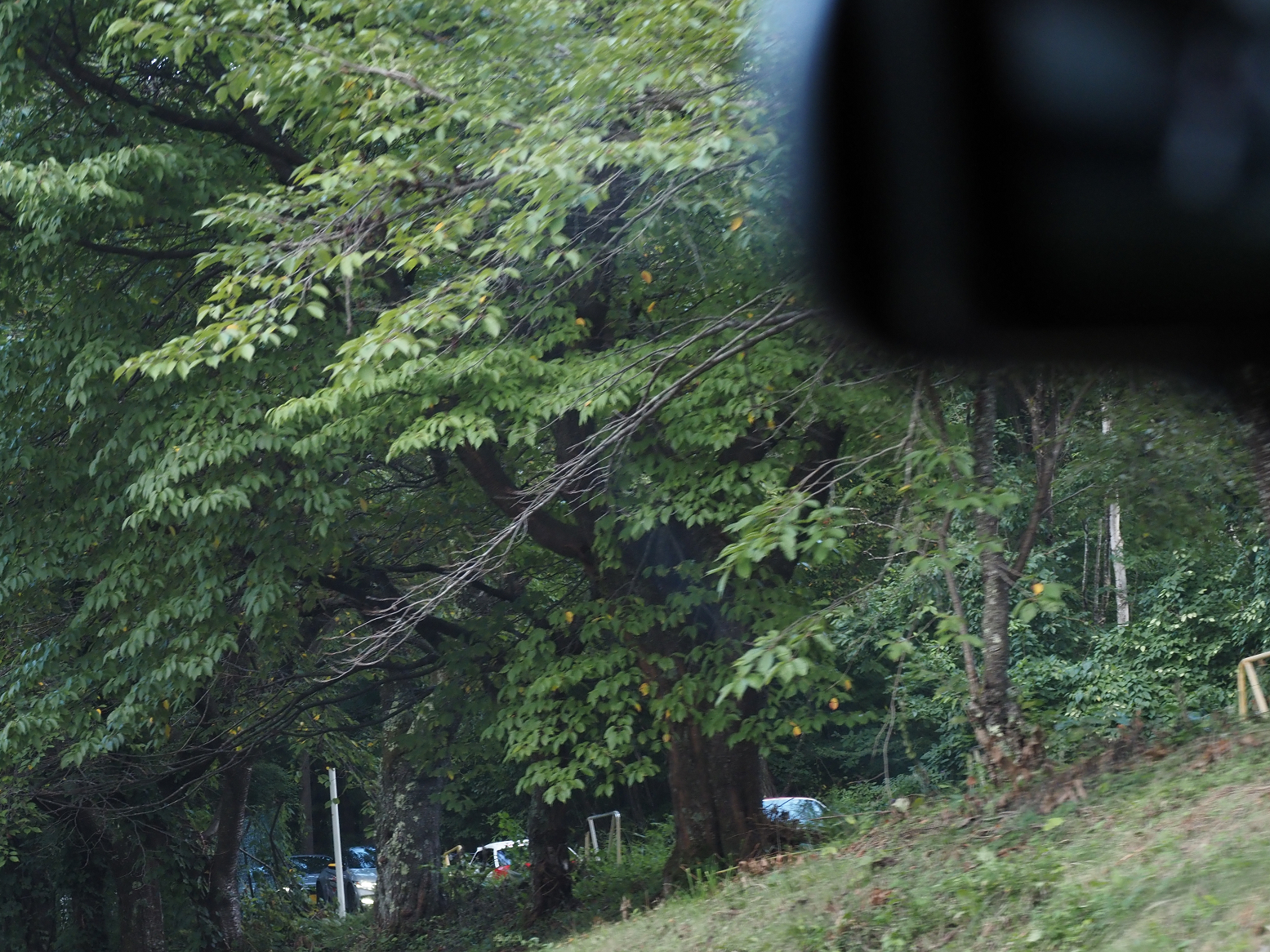 P9180331-00.jpg