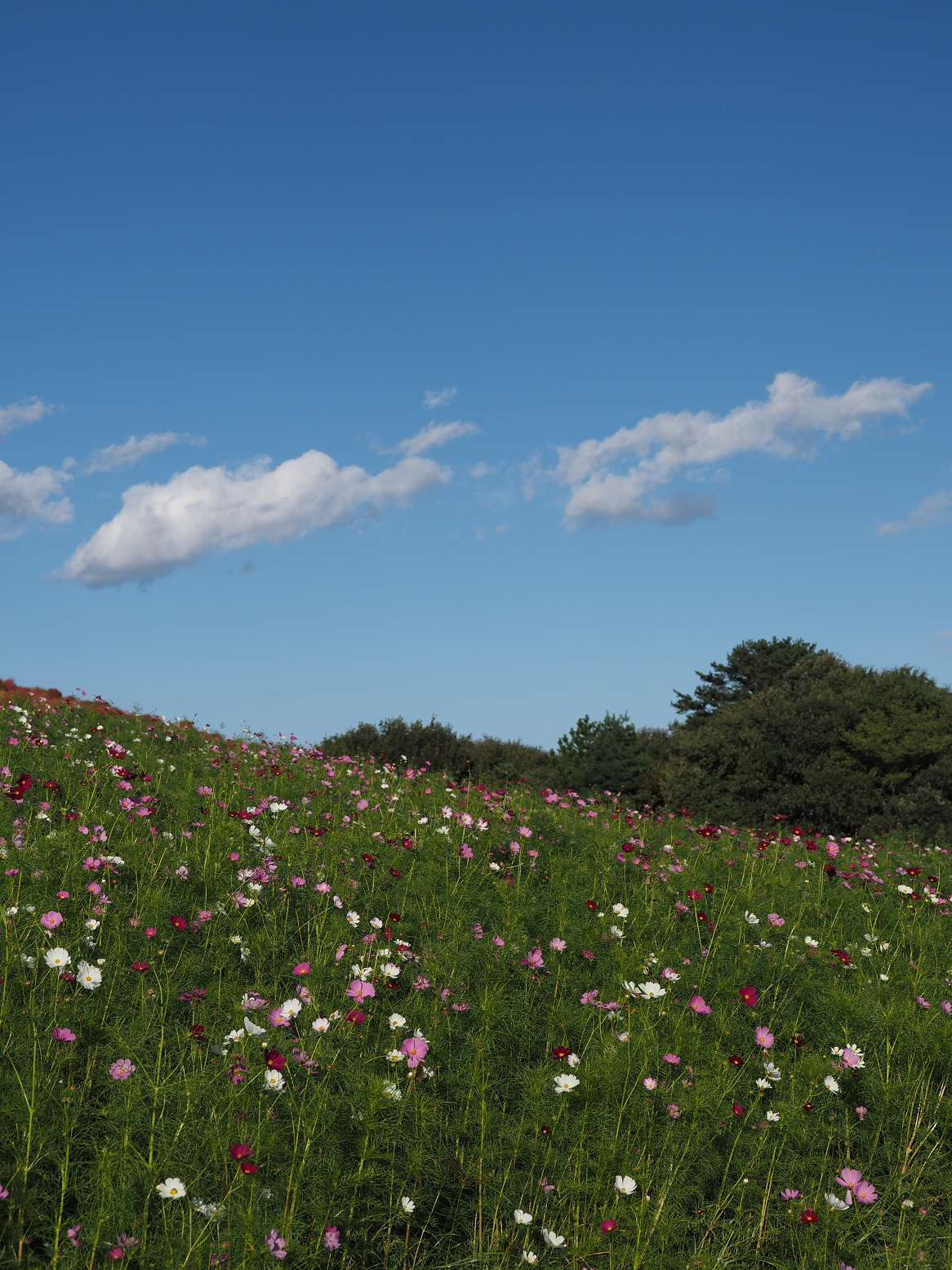 PA070078.jpg