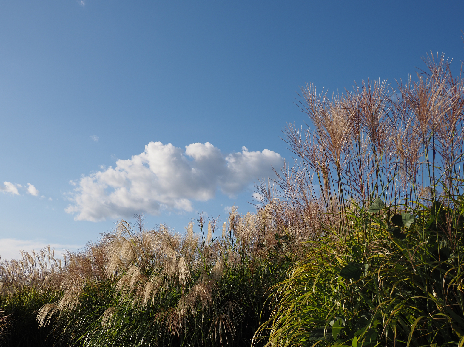 PA070173.jpg