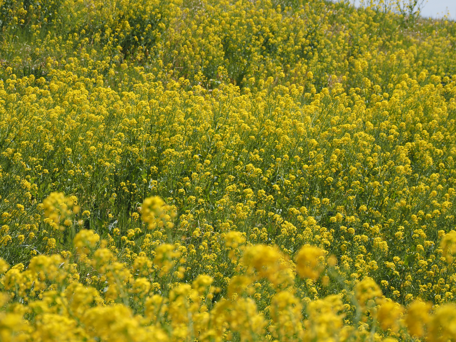 P3310791.jpg
