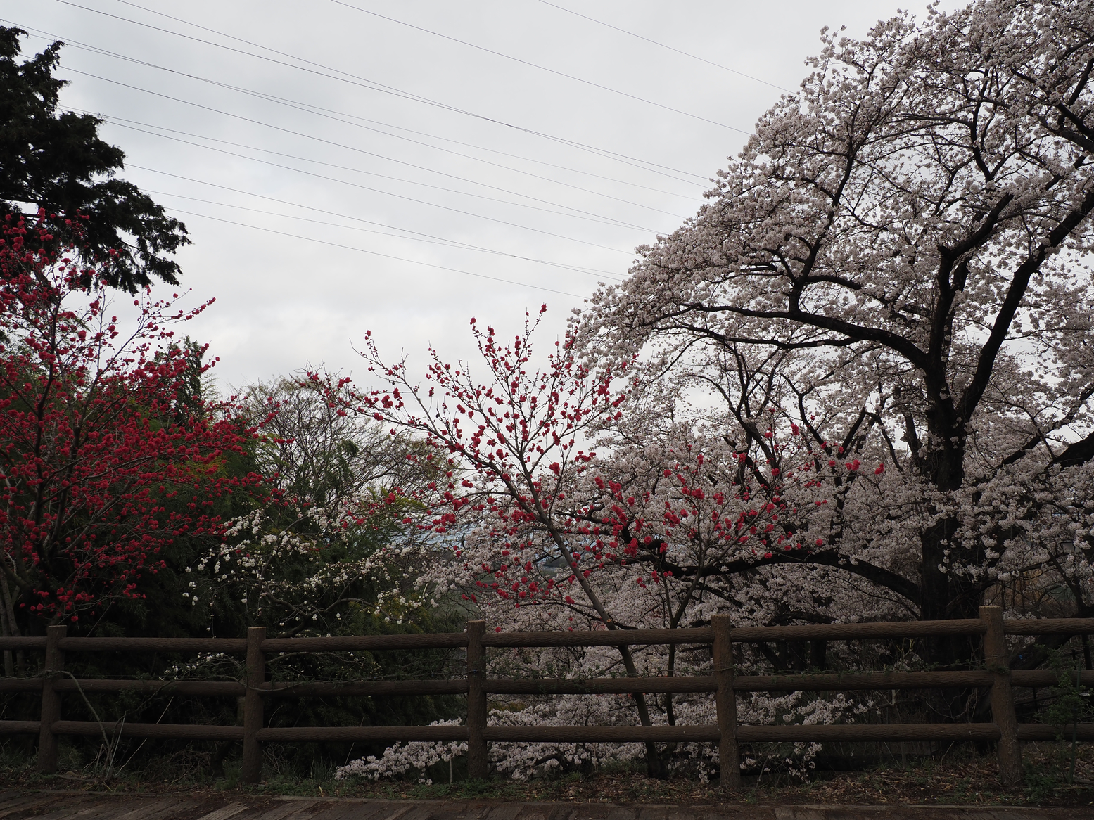 P4061248.jpg