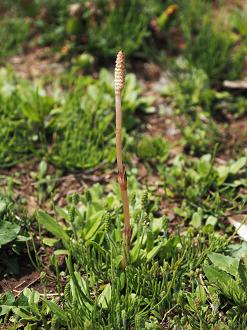 P4132321_thumb.png