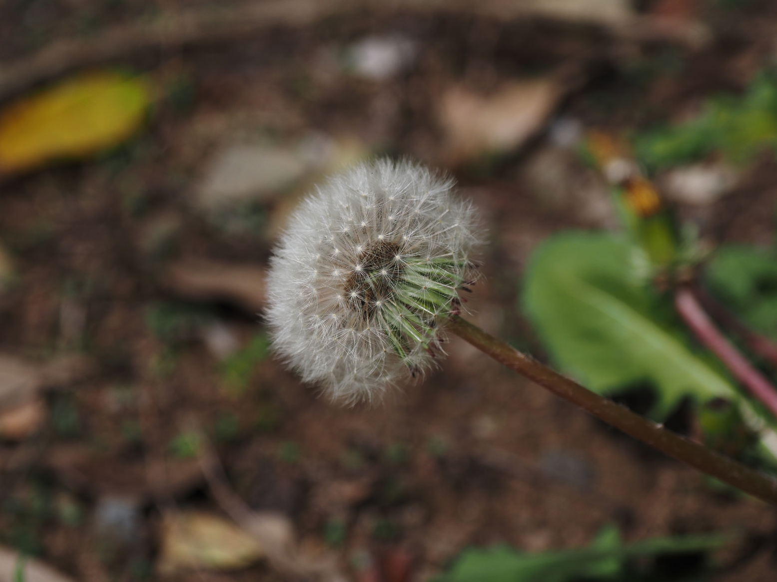 P4132369.jpg