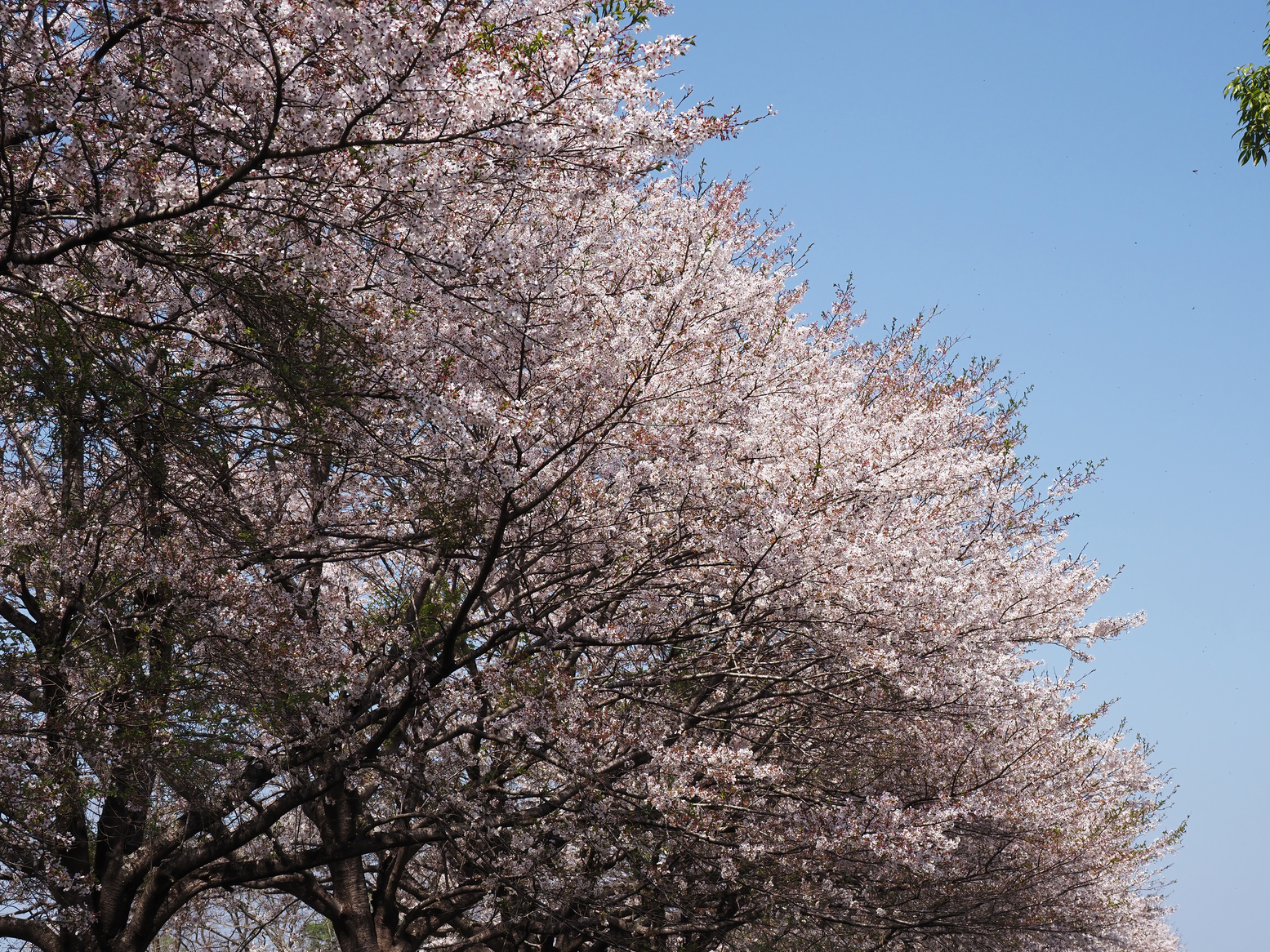 P4142474.jpg
