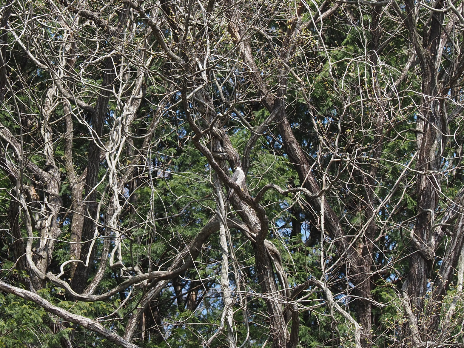 P4142528-1.jpg