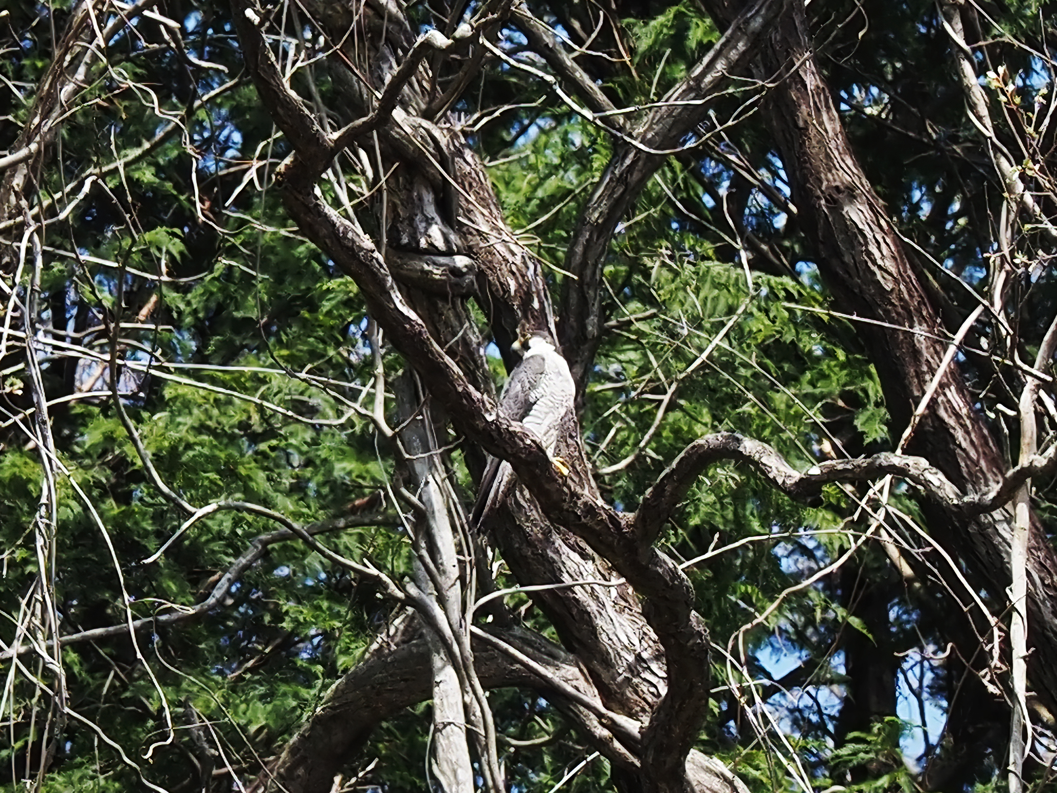 P4142528-2.jpg