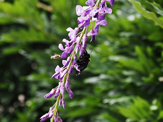 P7150376_thumb.png