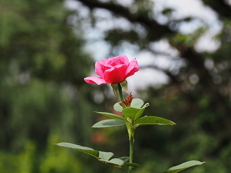 P7150391_thumb.png