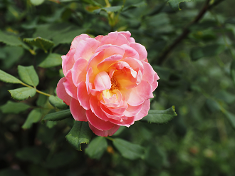 P7150403_thumb.png
