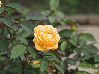 P7150417_thumb.png