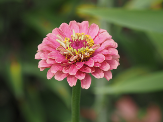 P7150418_thumb.png