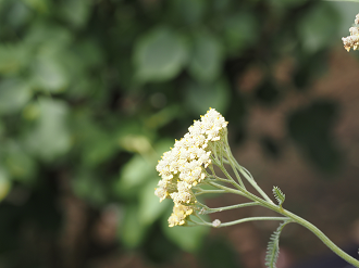 P7150427_thumb.png