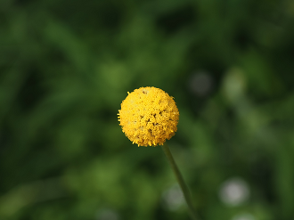 P7150432_thumb.png