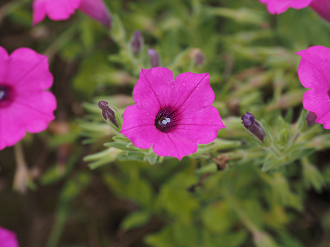 P7150473_thumb.png