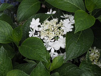 P7150477_thumb.png