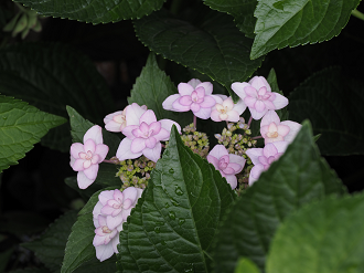 P7150478_thumb.png
