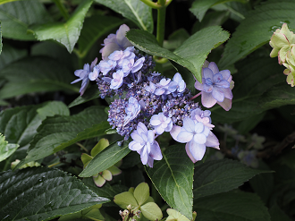 P7150482_thumb.png