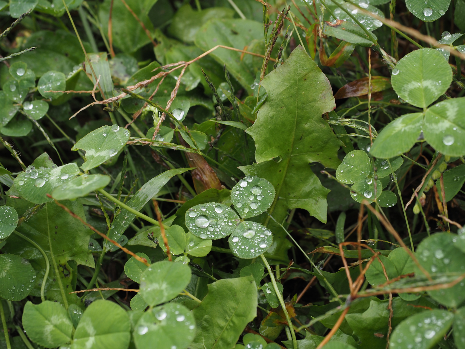 PA050088.jpg