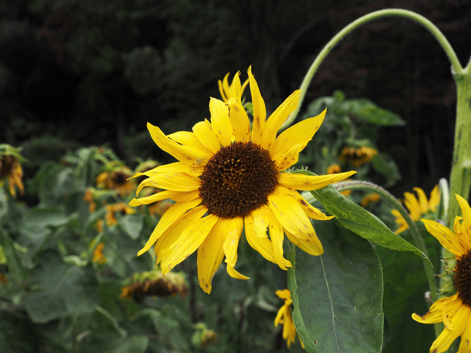 PA060539.jpg