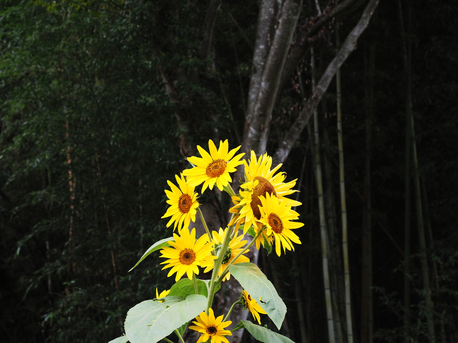 PA060542.jpg