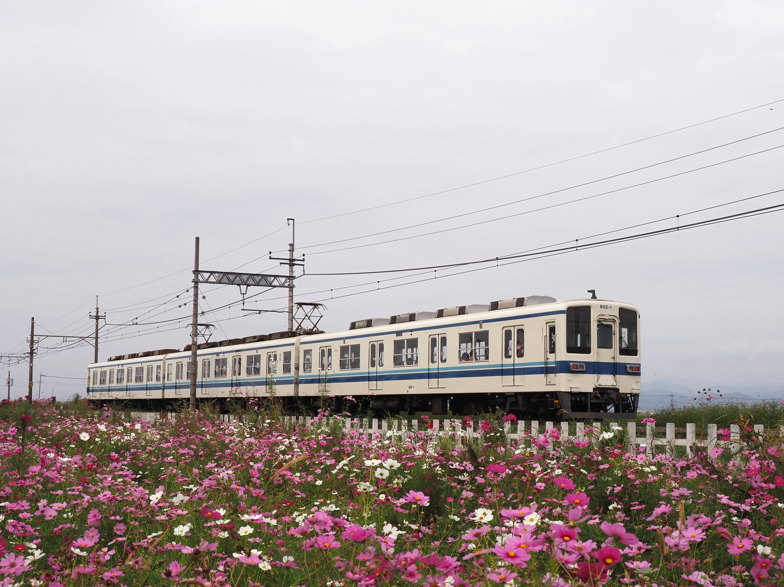 PA261465.jpg