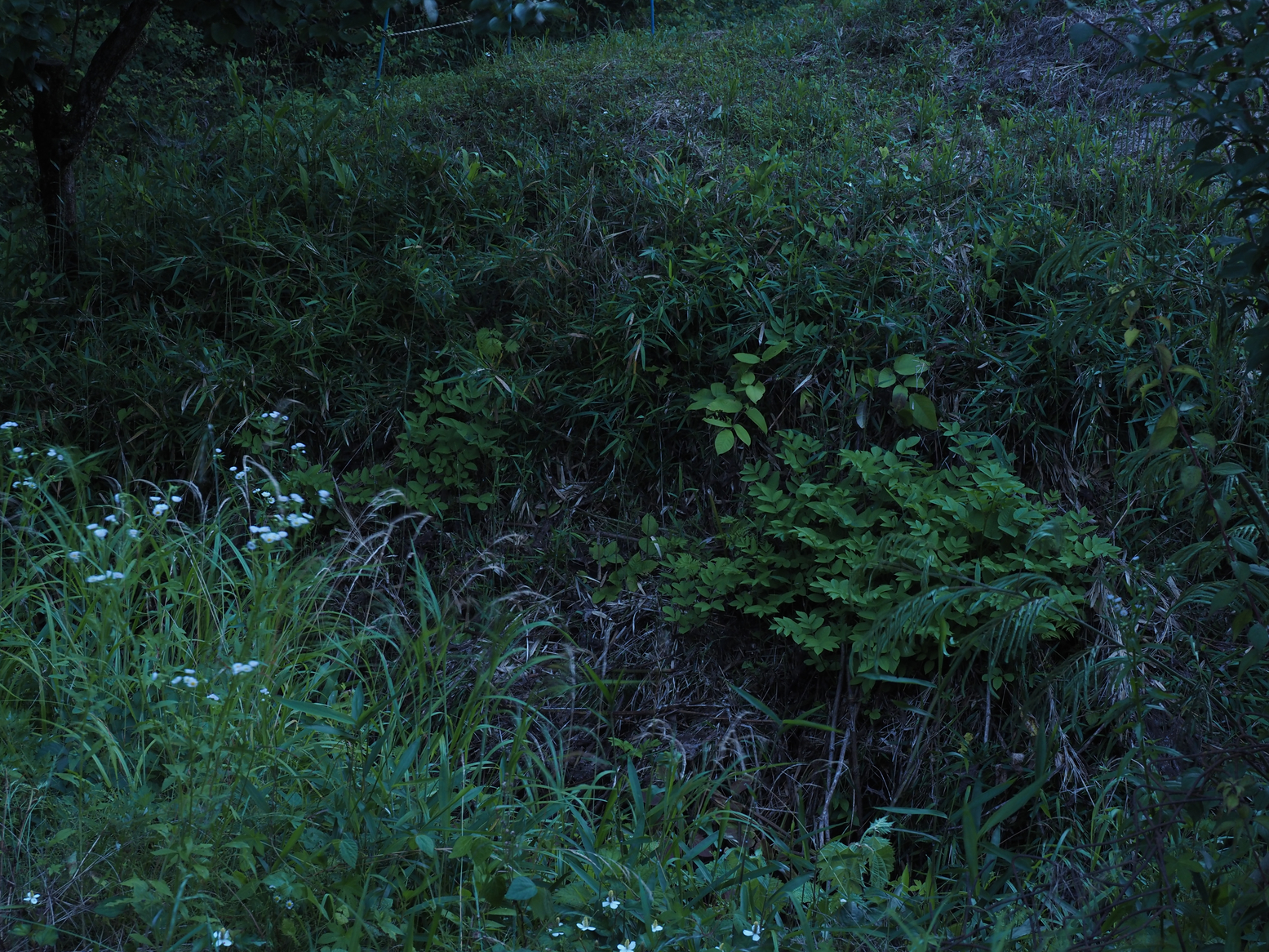P6163396.jpg