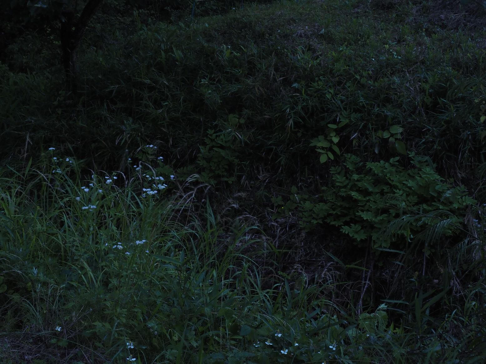 P6163403.jpg