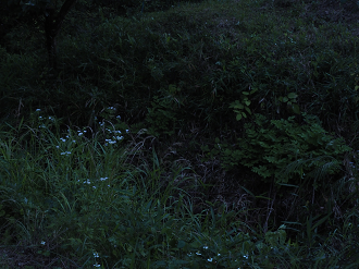 P6163403_thumb.png
