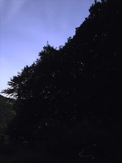 P6163425_thumb.png