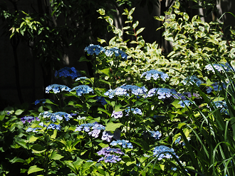 P6223440_thumb.png