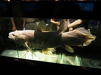 P6223496_thumb.png