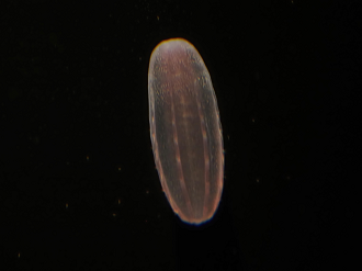 P6223639_thumb.png