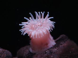 P6223678_thumb.png