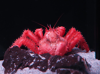 P6223682_thumb.png