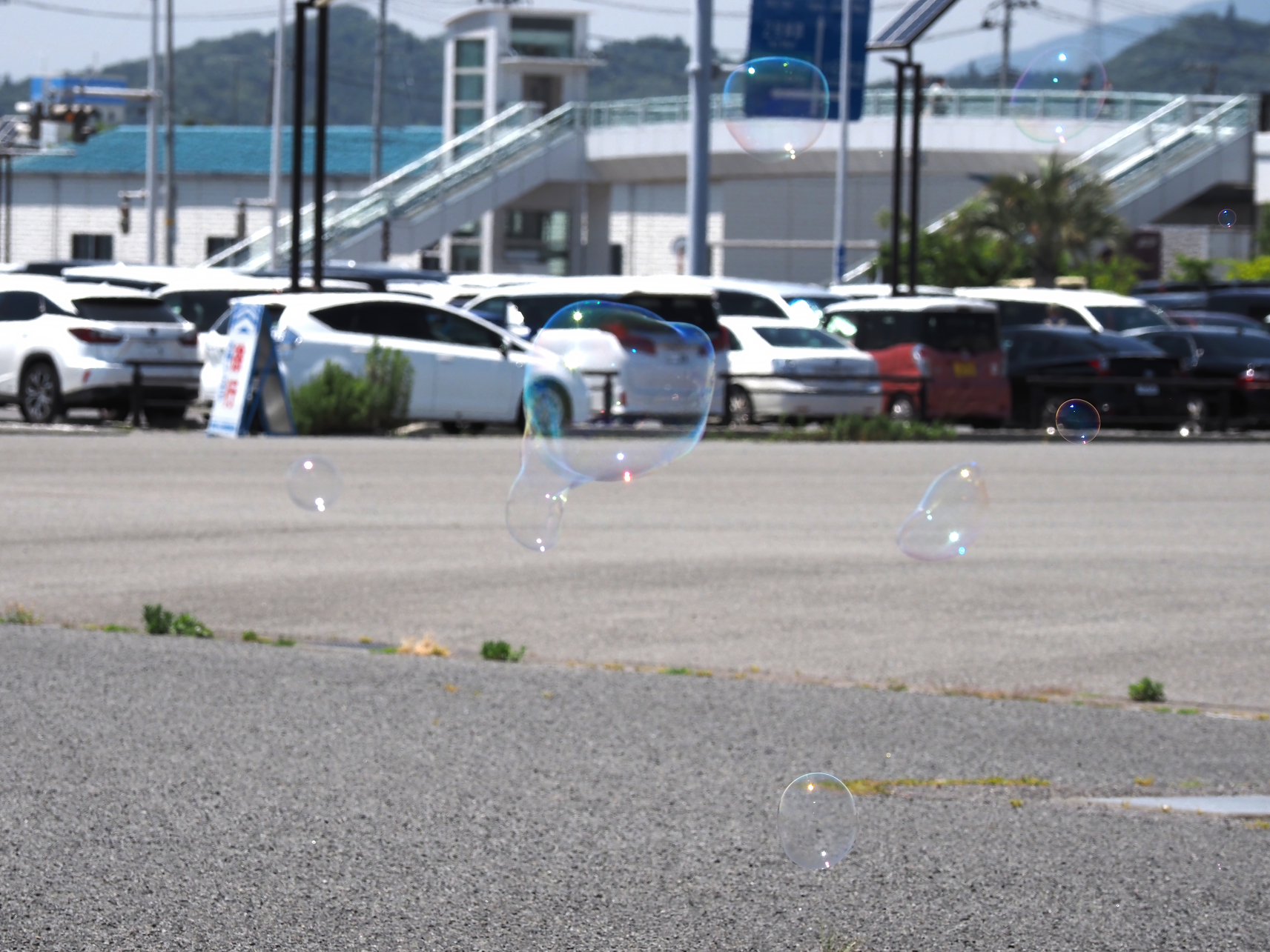 P6223751.jpg