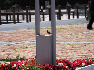 P6223758_thumb.png
